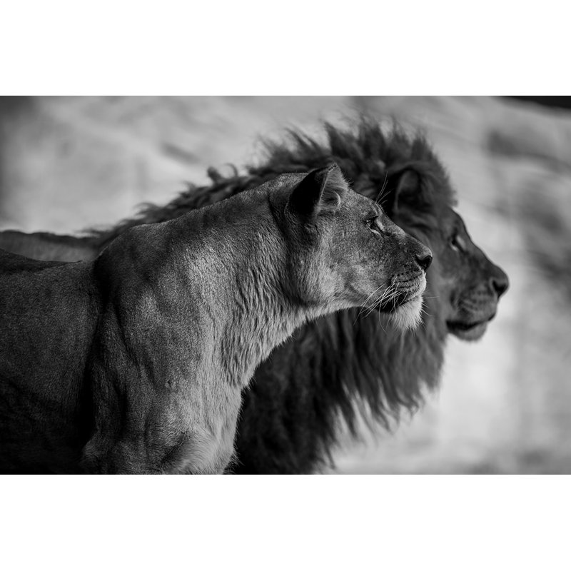 Wildlife 019 - No Frame Rectangle Print on Metal, 98cm H x 148cm W 