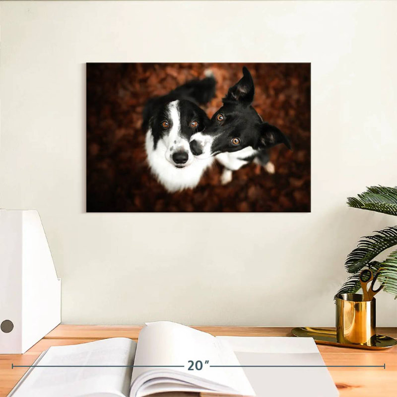 Brampt Adorable Border Collies, 8'' H x 12'' W