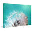 « dandelion two » par sylvia cook-reproduction de photo sur toile tendue-1671626601
