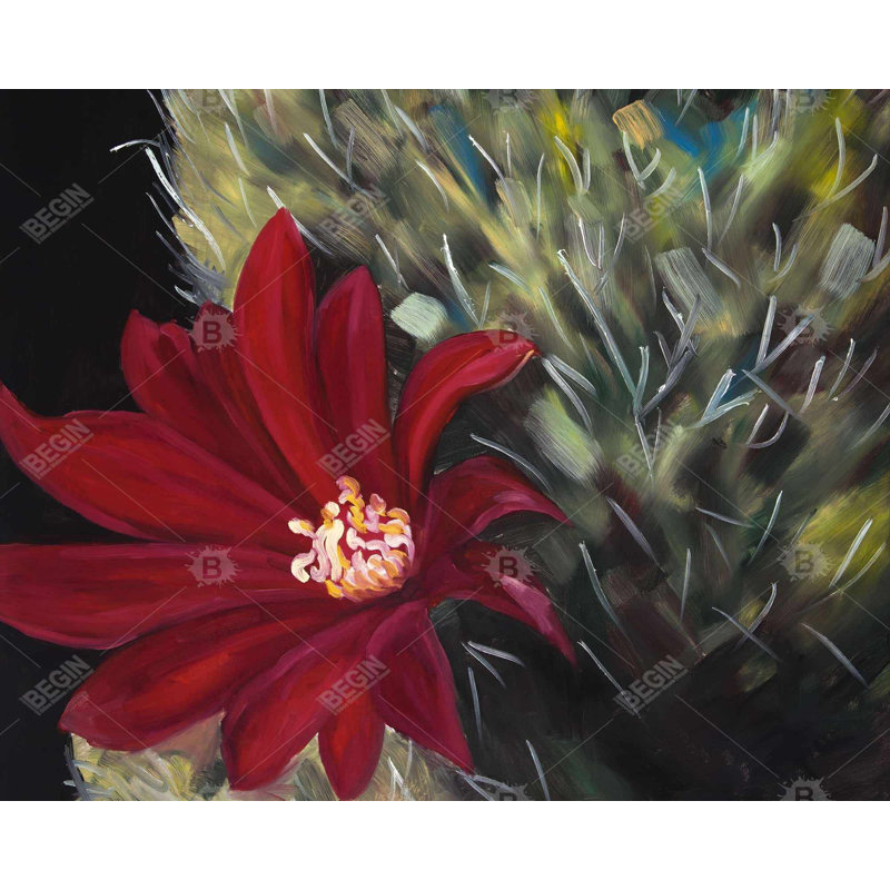 Echinopsis - fleur de cactus rouge - toile de salon