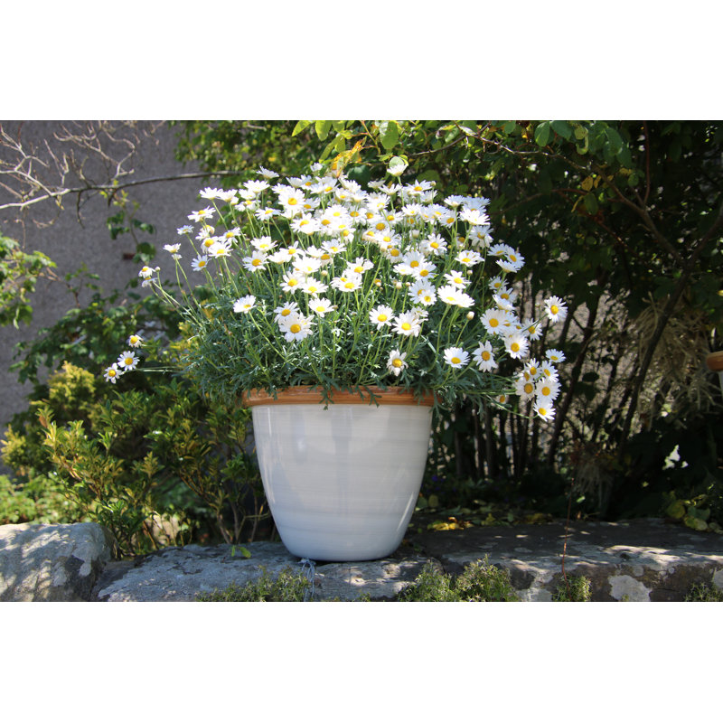 Sundhya Pot Planter, Cream/Beige Gloss, 9.5 x 12 x 12