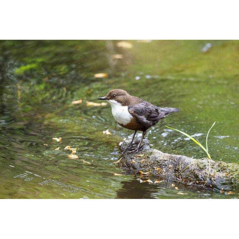 Dipper by Gannet77, 20" H x 30" W