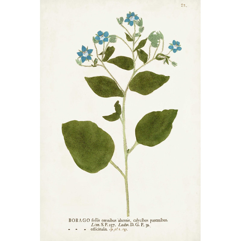 Nature imprimé Botanicals VI - impression sur toile tendue, H 48 po x l 32 po x P 1,25 po