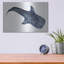 «Shark Whale 1» par Stellar Design Studio sur métal-1046351156