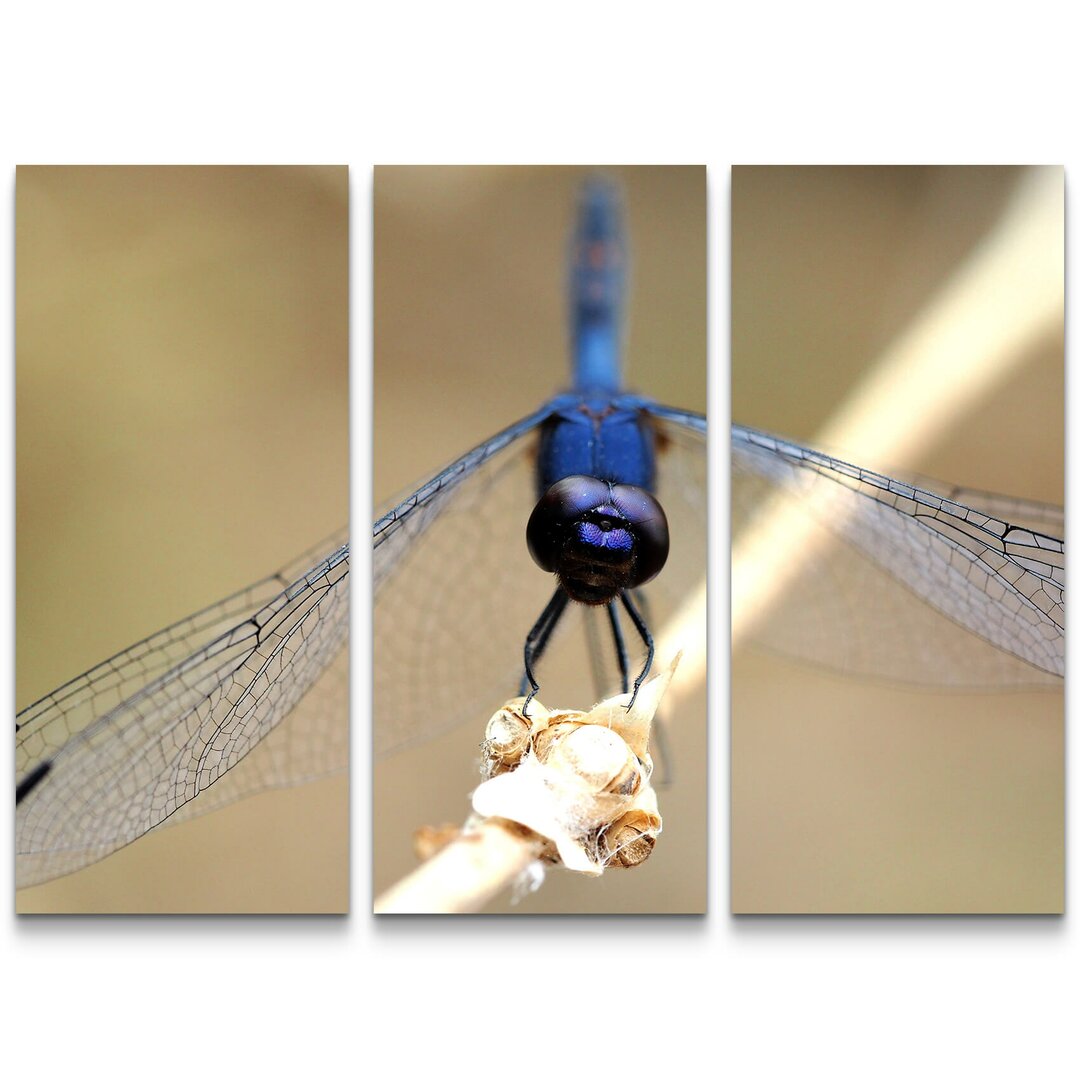 3-tlg. Leinwandbilder-Set Blaue Libelle auf Zweig