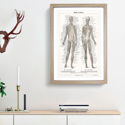 Human Anatomy in German - Picture Frame Drawing Print
