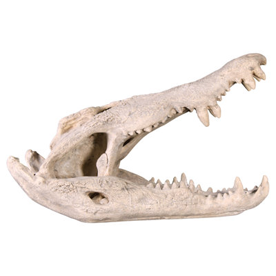 Statue d’artefact crâne crocodile