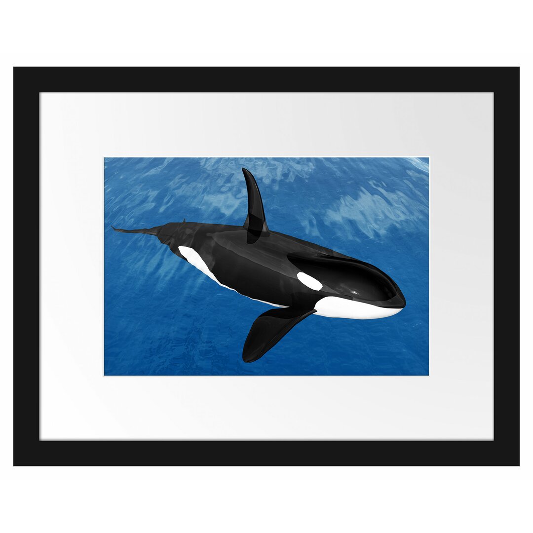 Gerahmtes Poster Schöner Orca im Meer