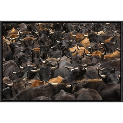 " Chagra Cowboys During The Annual Overnight Cattle Round-Up, Andes Mountains, Ecuador "