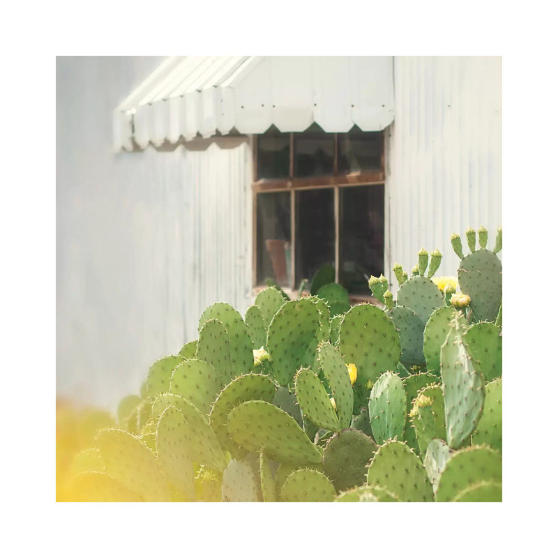 Cactus And Window by Mandy Lynne - Wrapped Canvas Print, 30.48 cm H x 30.48 cm W