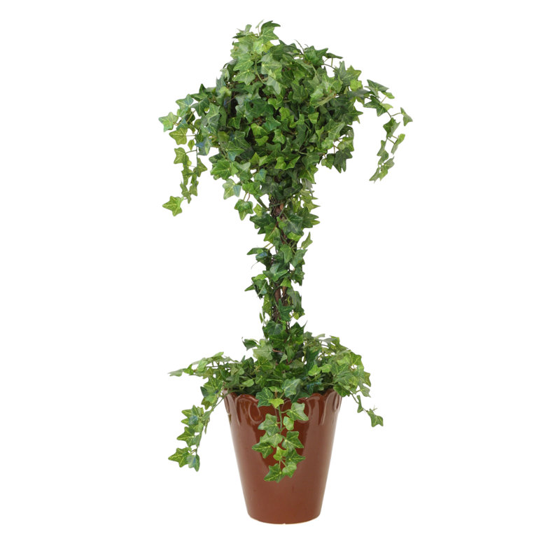 Mini Ivy Topiary in Scrolled Pot