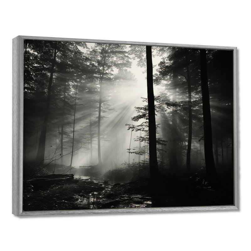«Black and White Forest Silence», photographie encadrée, 34" H x 44" W, Encadrement argenté