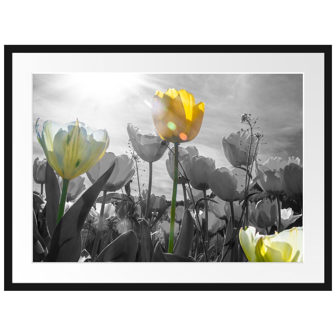 Gerahmtes Poster Wunderschöne Tulpenwiese