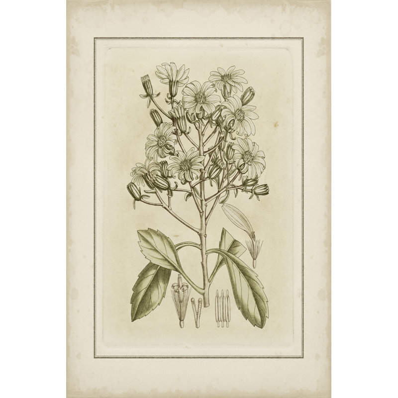 Tinted Botanical I by Curtis - Wrapped Canvas Print, 46cm H x 30cm W x 3.8cm D