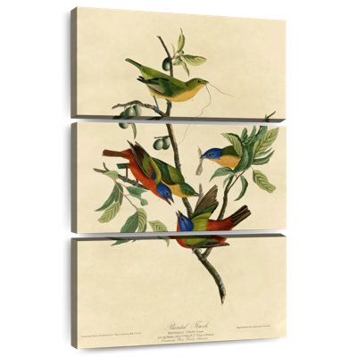 Brampt Painted Finch