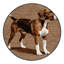  Tapis lavable Rhodesian Ridgeback Dogs-1738880013