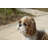 Standing Shih Tzu