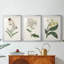 Antique Botanical Collection VII - reproduction sur mesure encadrée de qualité supérieure - 3 pièces-1991691635-1991691647