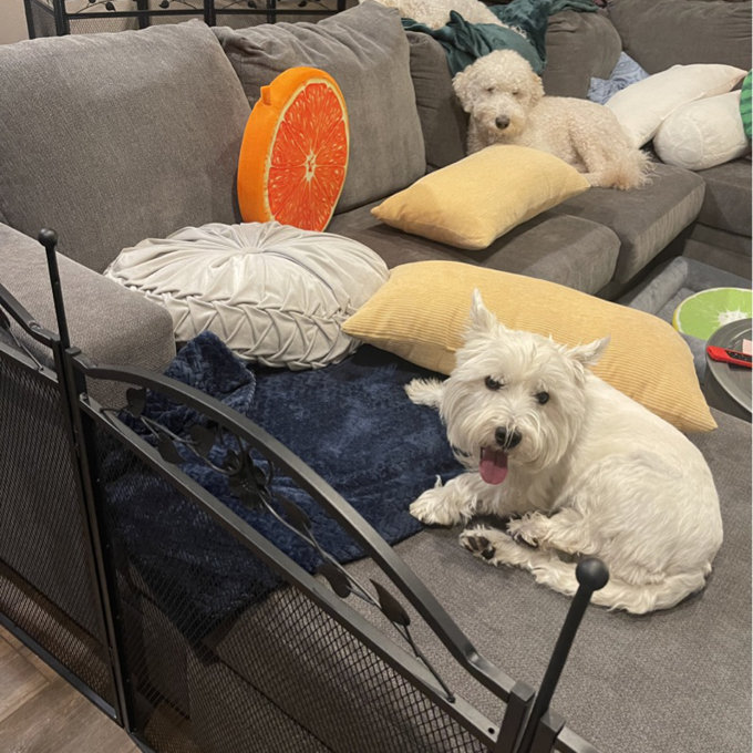 Poodle Puppies Paul Redding Poodles Raining Cats And Dogs (Melanie