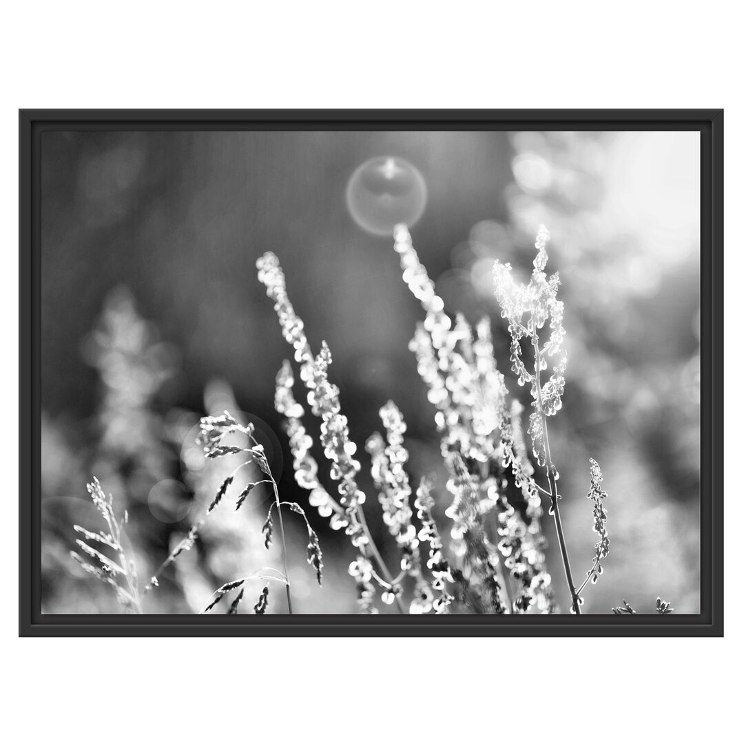 Gras bei Sonnenuntergang Gerahmter Fotokunstdruck