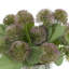 Lavender Thistle Arrangement in Glass Vase