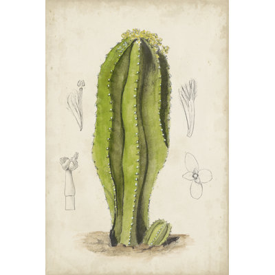 Antique Cactus VI - Painting