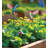 Hummingbird Plant Pick Set/2