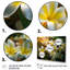 «Yellow White Exotic Plumeria Blooms I», reproduction sur toile-1966107628-1966107631