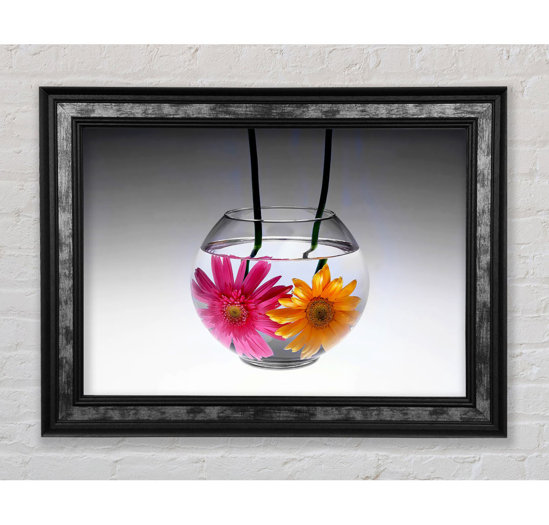 Gerbera Fishbowl B N W - Druck