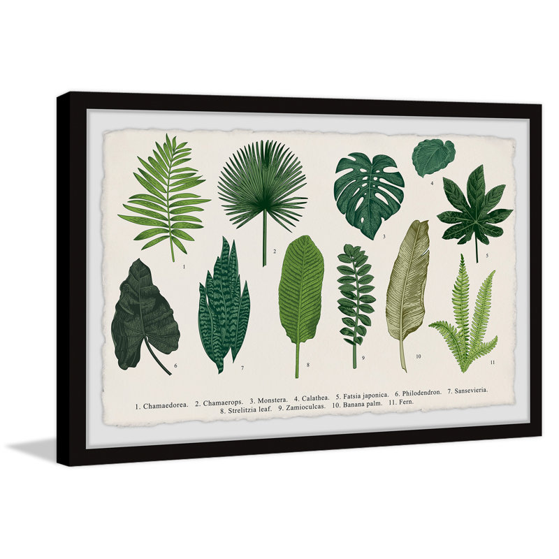 Calathea by Marmont Hill - Single Picture Frame Painting, 61cm H x 91cm W x 3.81cm D