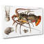 European Lobster by Albert I - Wrapped Canvas-55370328