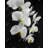 Beautiful Orchids - Hyperrealist Floral Canvas for Home Decor