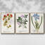 Nature imprimé Botanicals V - ensemble de 3 reproductions sur toile-97708517-97708520