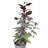 Primrue Live Foliage Plant