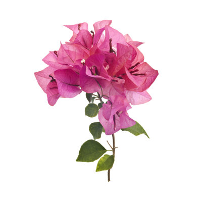 Bougainvillée - photographie sur toile tendue