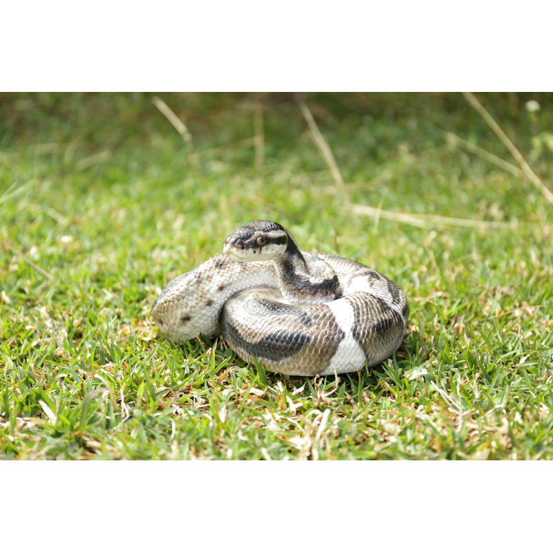 STATUE PYTHON REGIUS BALL