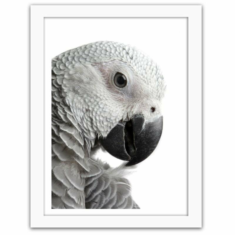 Gerahmter Fotodruck A Jacoon Parrot