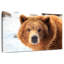 Regard d'ours grizzly-107703636