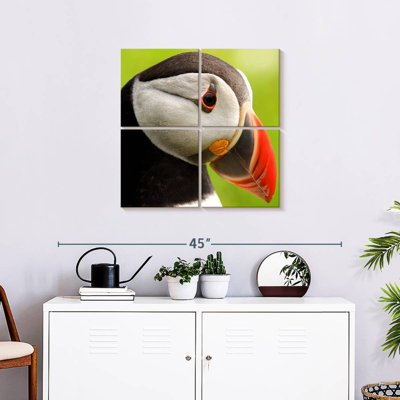 Brampt Wild Puffin