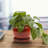 Handmade Ceramic Pot Planter