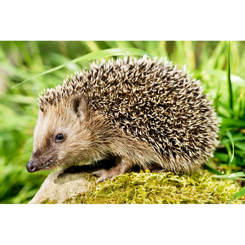 Hedgehog by Philartphace, 8" H x 12" W