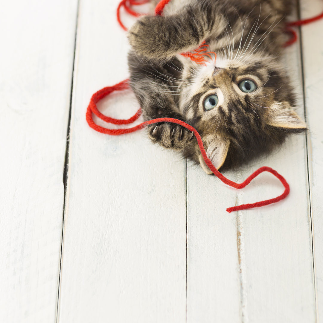 Junge Katze von MrPliskin - Kunstdrucke auf Leinwand ohne Rahmen