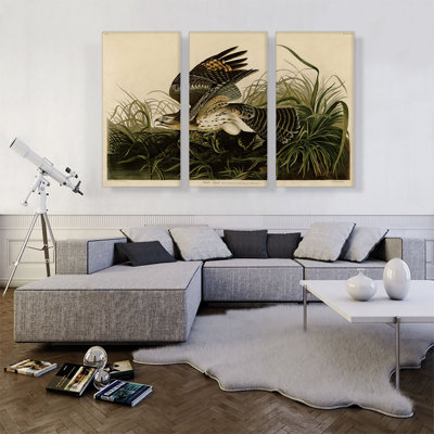 " Winter Hawk " by James Audubon 3 - Pieces Painting Print