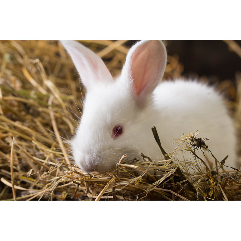 Rabbit On Dry Grass - Wrapped Canvas Print, 30cm H x 46cm W x 3.8cm D