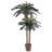 Double Potted Sago Palm Silk Tree