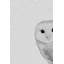 Owly Surprise - Drawing on Canvas-1205190403