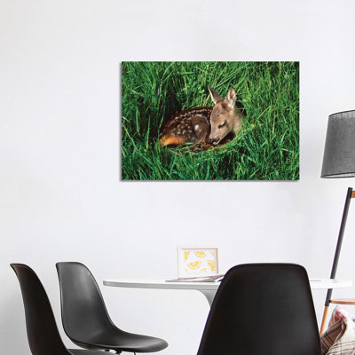 Western Roe Deer Fawn Resting In Green Grass, Germany by Konrad Wothe - Wrapped Canvas Print