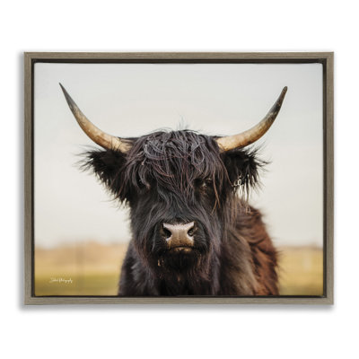 Portrait de vache Highland