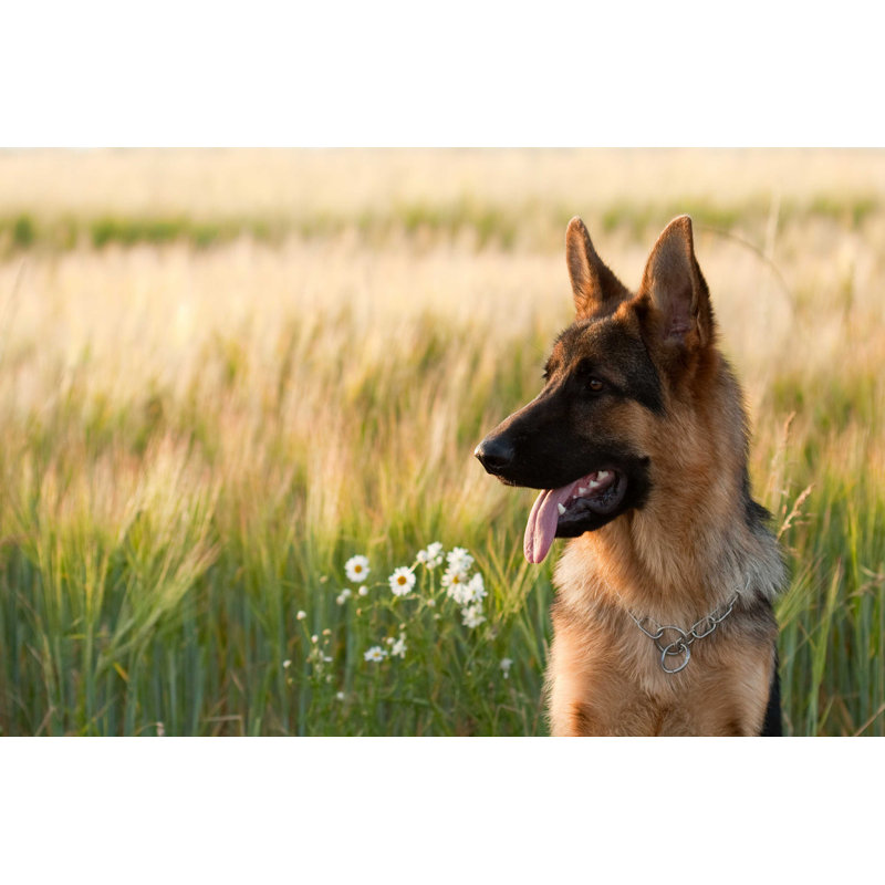 Berger allemand - photographie sur toile tendue, H 32 po x l 48 po