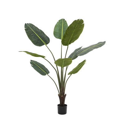 Potted Travellers Palm Tree
